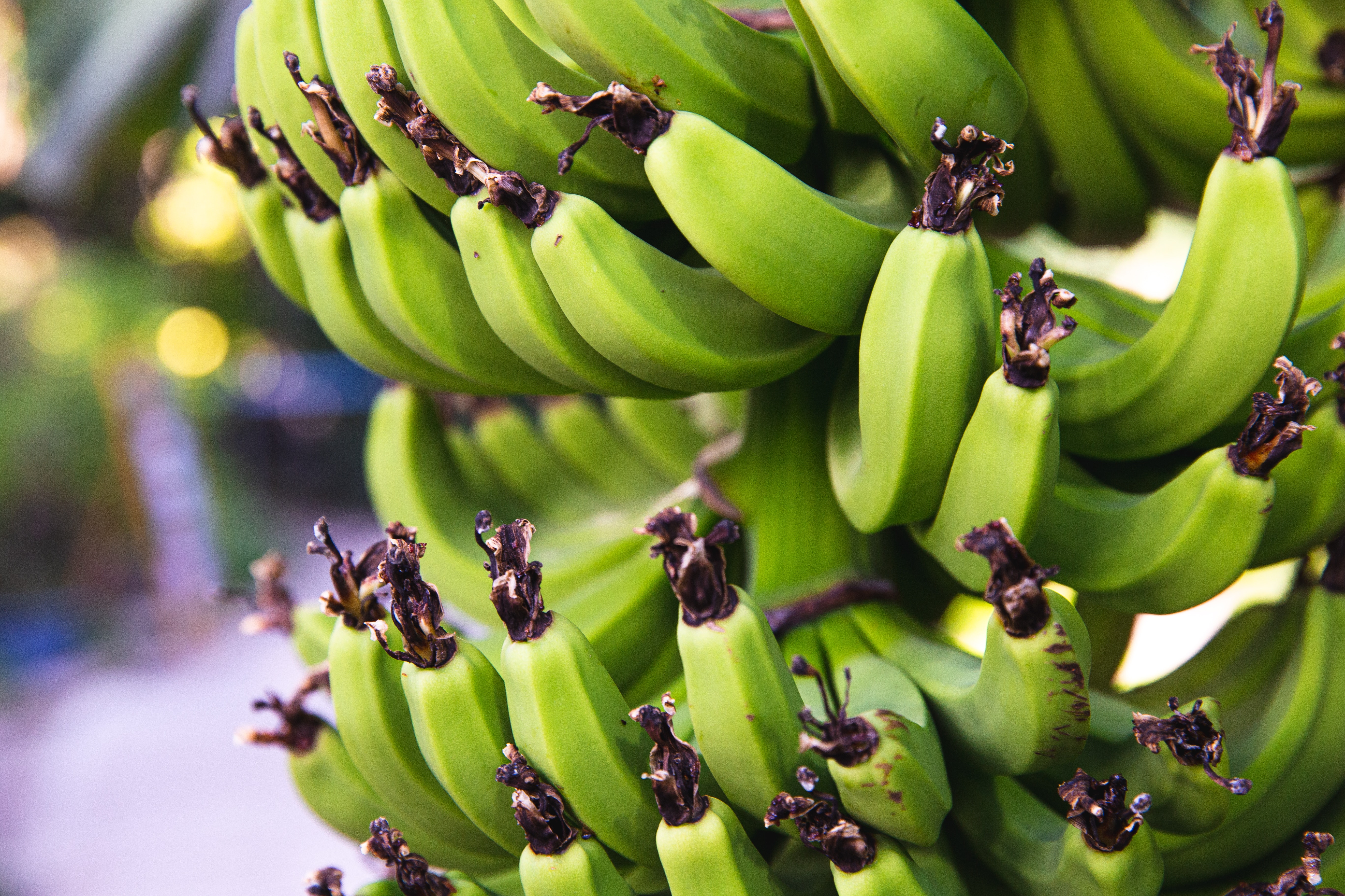 Можно есть зеленые бананы. Зеленые бананы. Незрелые бананы. Зеленые бананы фото. Созревание банана.